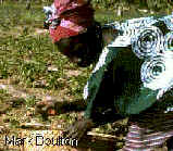 �frica