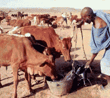 Africa