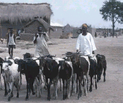 Africa